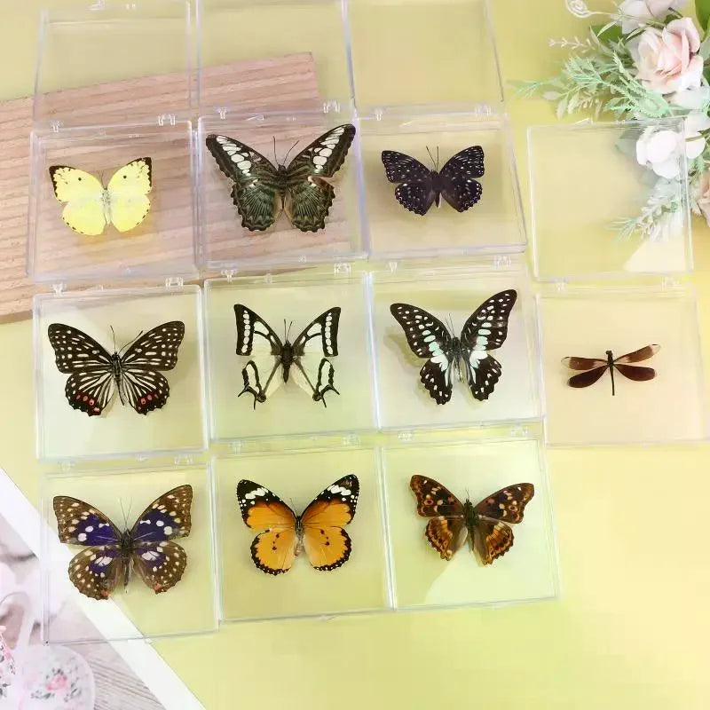 Real Butterfly Insect Specimen – Educational Gift & Display Insect Specimen Display PLUSH