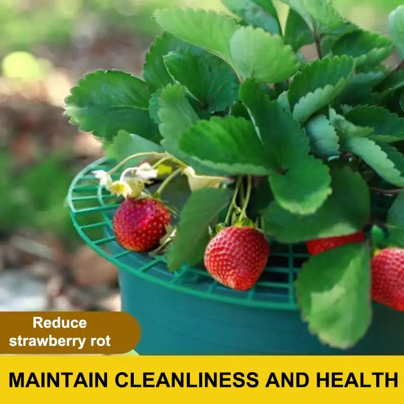 Strawberry Plant Support Stand – Waterproof PP Growing Rack Plant Support Rack PLUSH