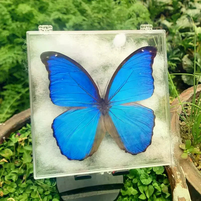 Real Butterfly Insect Specimen – Educational Gift & Display Insect Specimen Display PLUSH