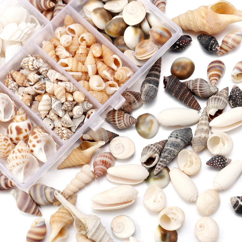 Natural Shell & Conch Beads Box – Ocean Beach DIY Jewelry Shell Craft Beads PLUSH
