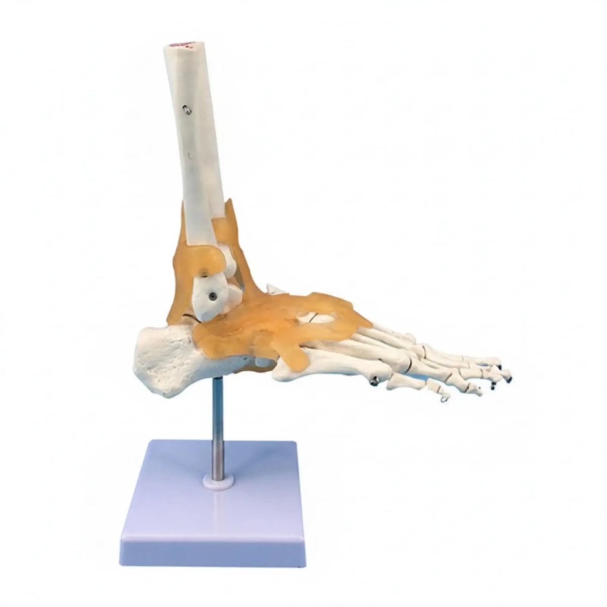 Human Foot & Ankle Anatomy Model – Desktop Teaching Aid Anatomy Teaching Model PLUSH withLigamentsfixed