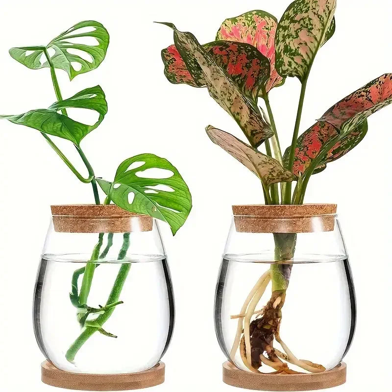 Hydroponic Glass Propagation Vase – Modern Indoor Planter Propagation Vase PLUSH
