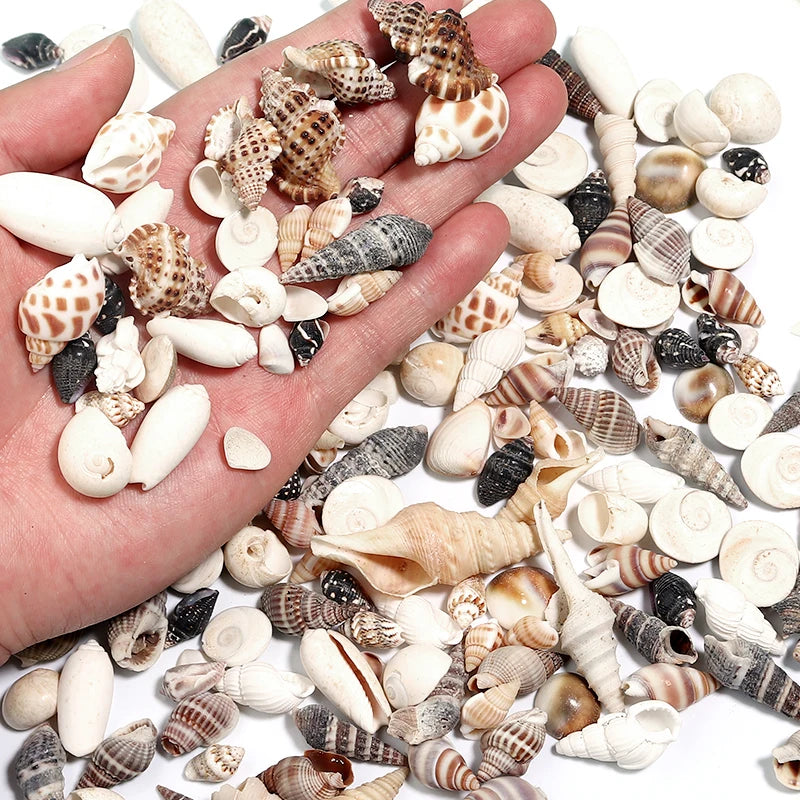 Mixed Natural Shell & Conch Beads Box – Ocean DIY Jewelry Set Shell Craft Beads PLUSH