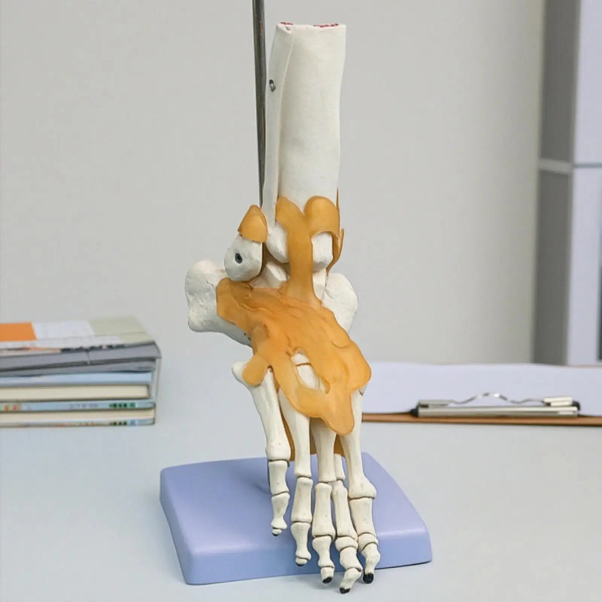 Human Foot & Ankle Anatomy Model – Desktop Teaching Aid Anatomy Teaching Model PLUSH