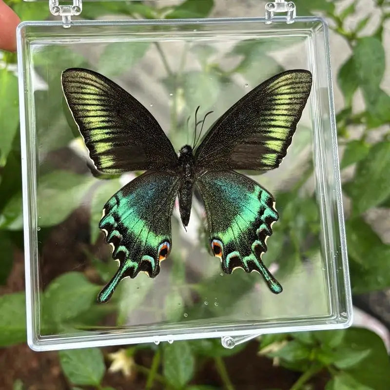 Real Butterfly Insect Specimen – Educational Gift & Display Insect Specimen Display PLUSH A6