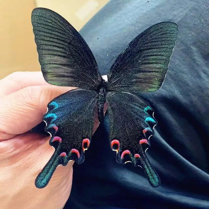 Real Butterfly Insect Specimen – Educational Gift & Display Insect Specimen Display PLUSH A4