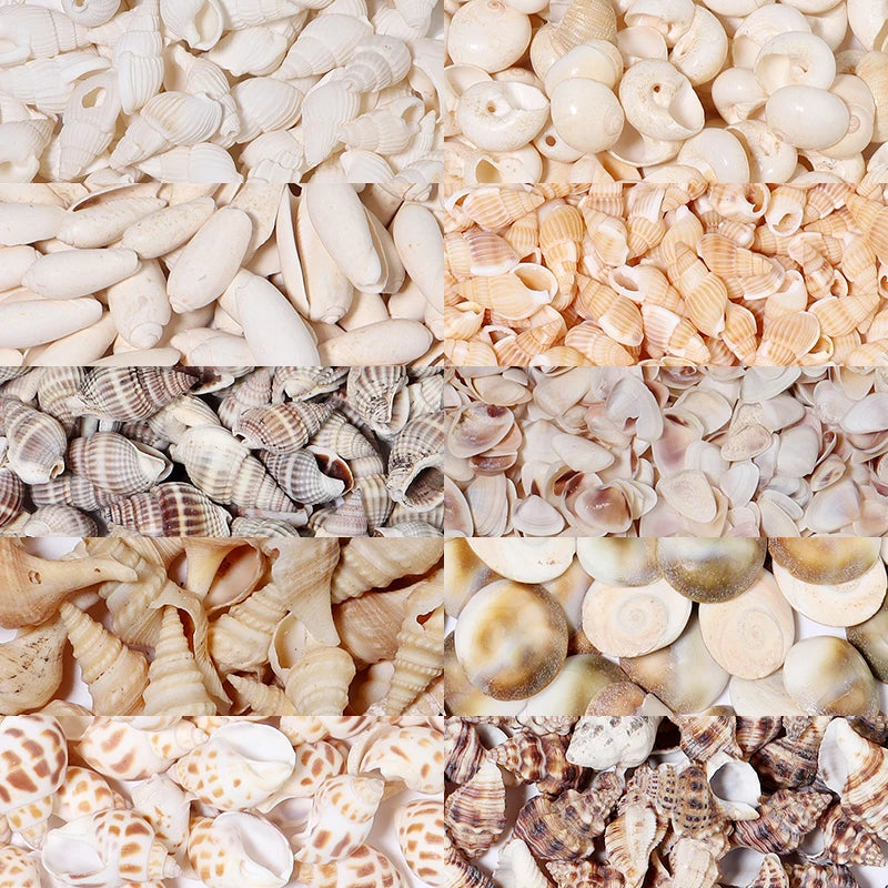 Natural Shell & Conch Beads Box – Ocean Beach DIY Jewelry Shell Craft Beads PLUSH